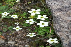 Parnassia chinensis